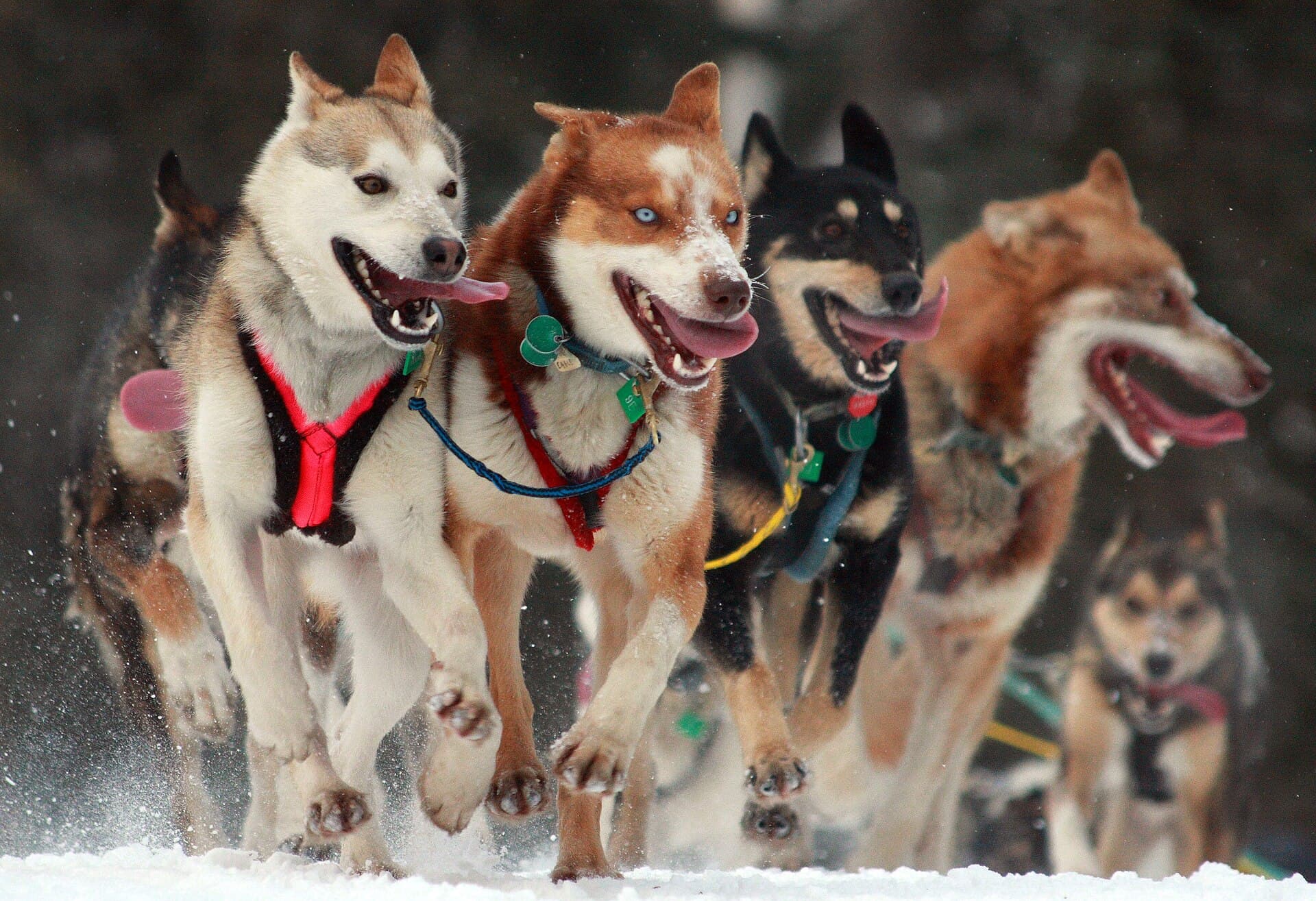 Iditarod Trail Sled Dog Race