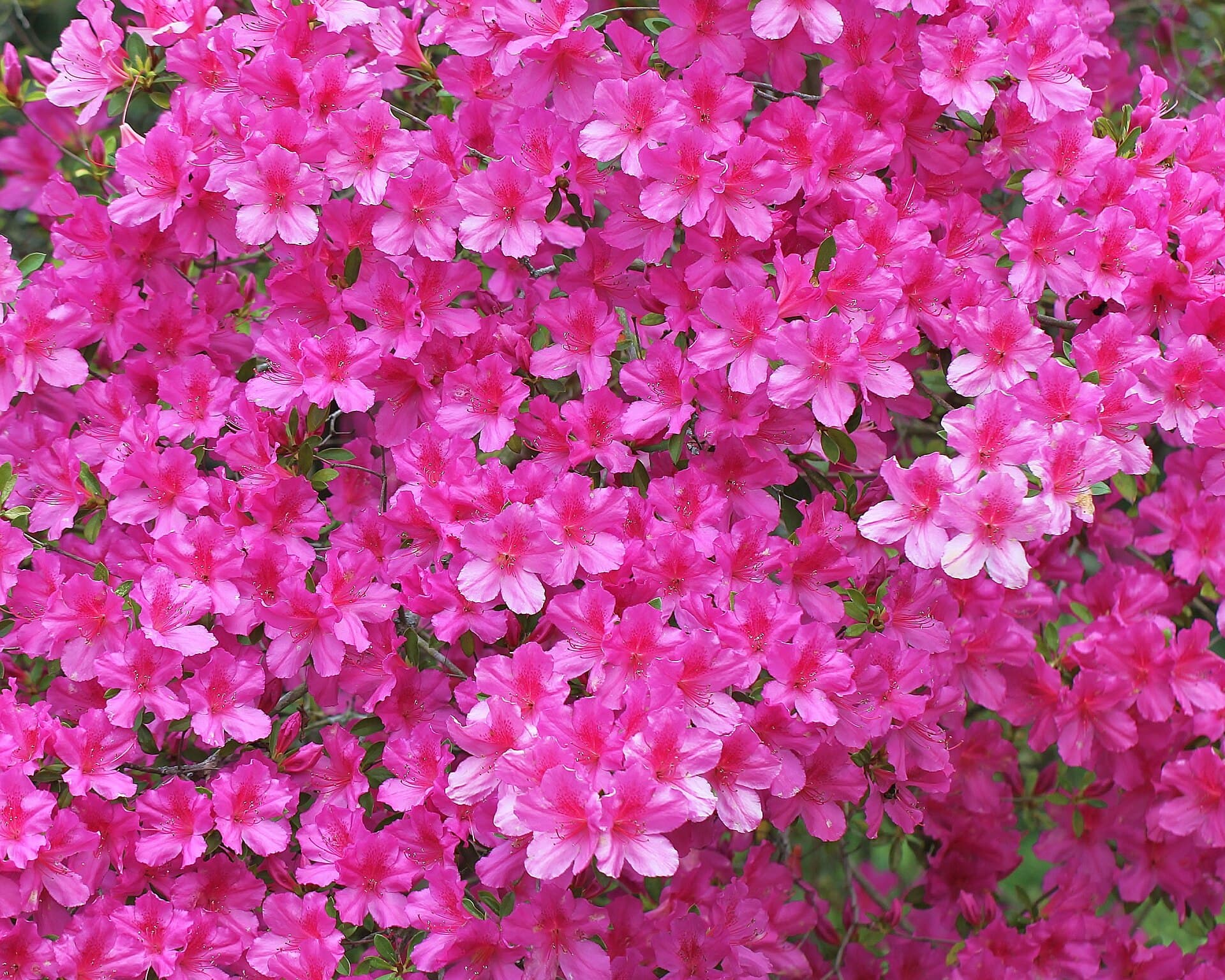 North Carolina Azalea Festival